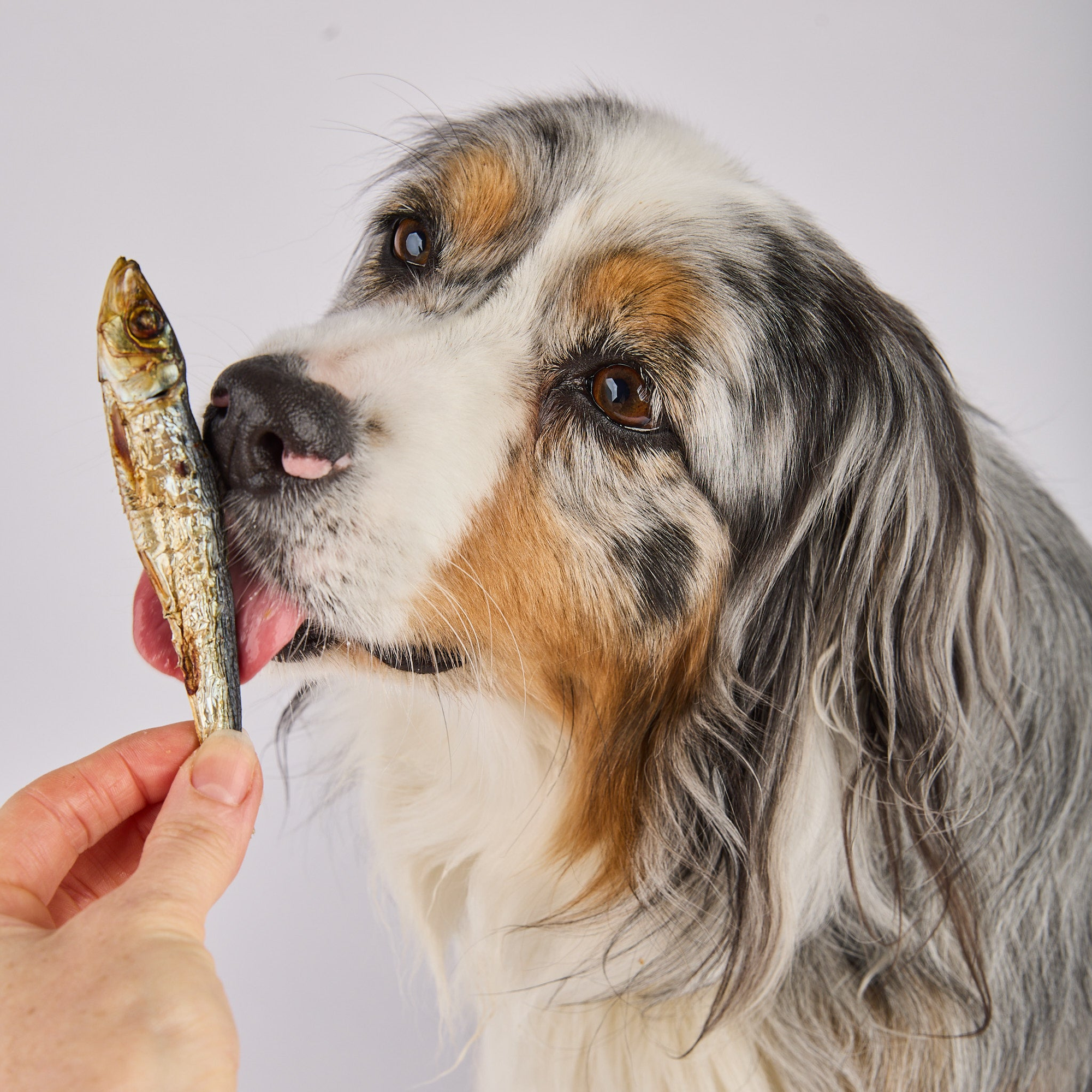 NATURAL DEHYDRATED PET TREATS