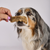 TREATS WITH FUR