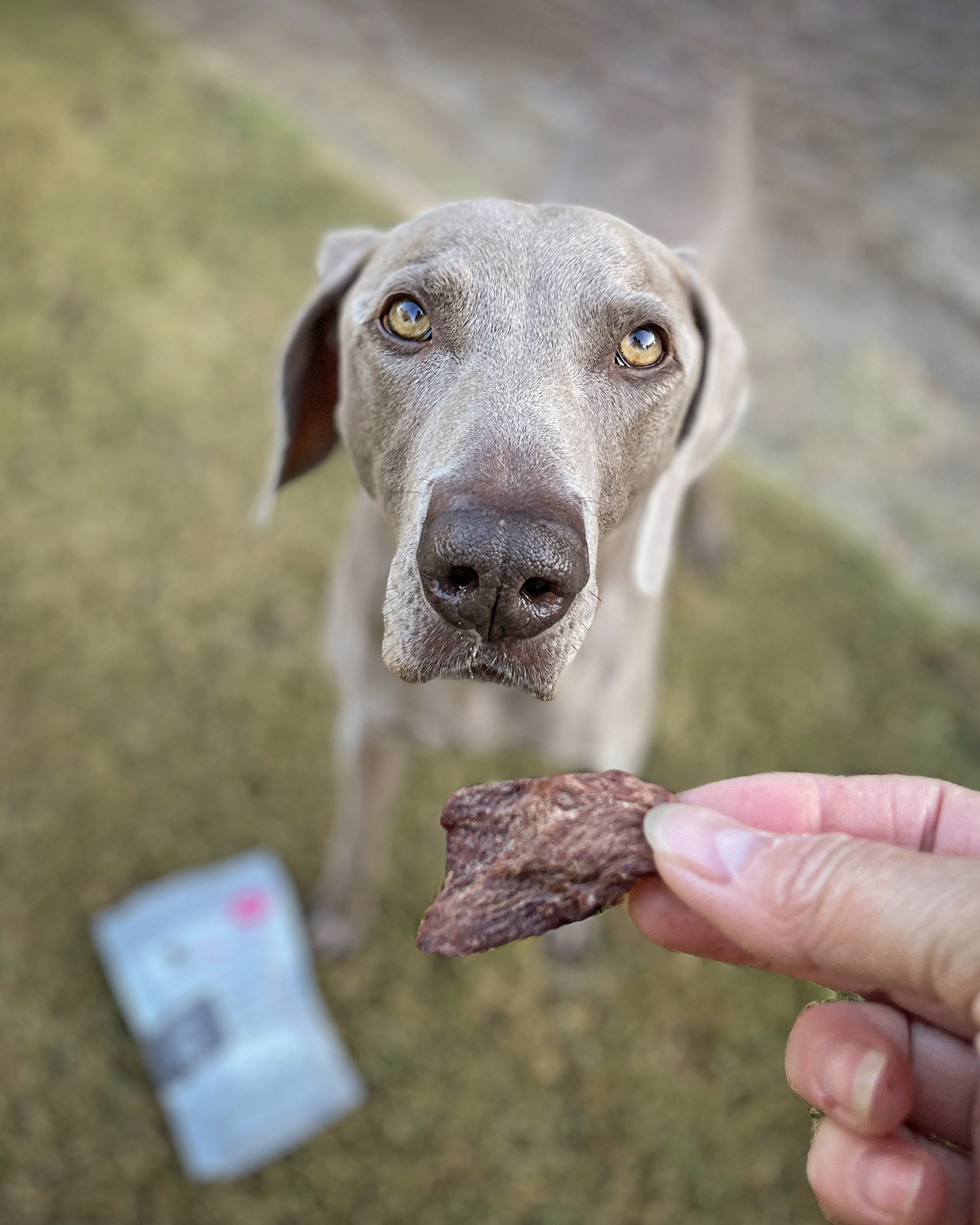 ADOLESCENT PET TREATS (1-2 YEARS OLD)