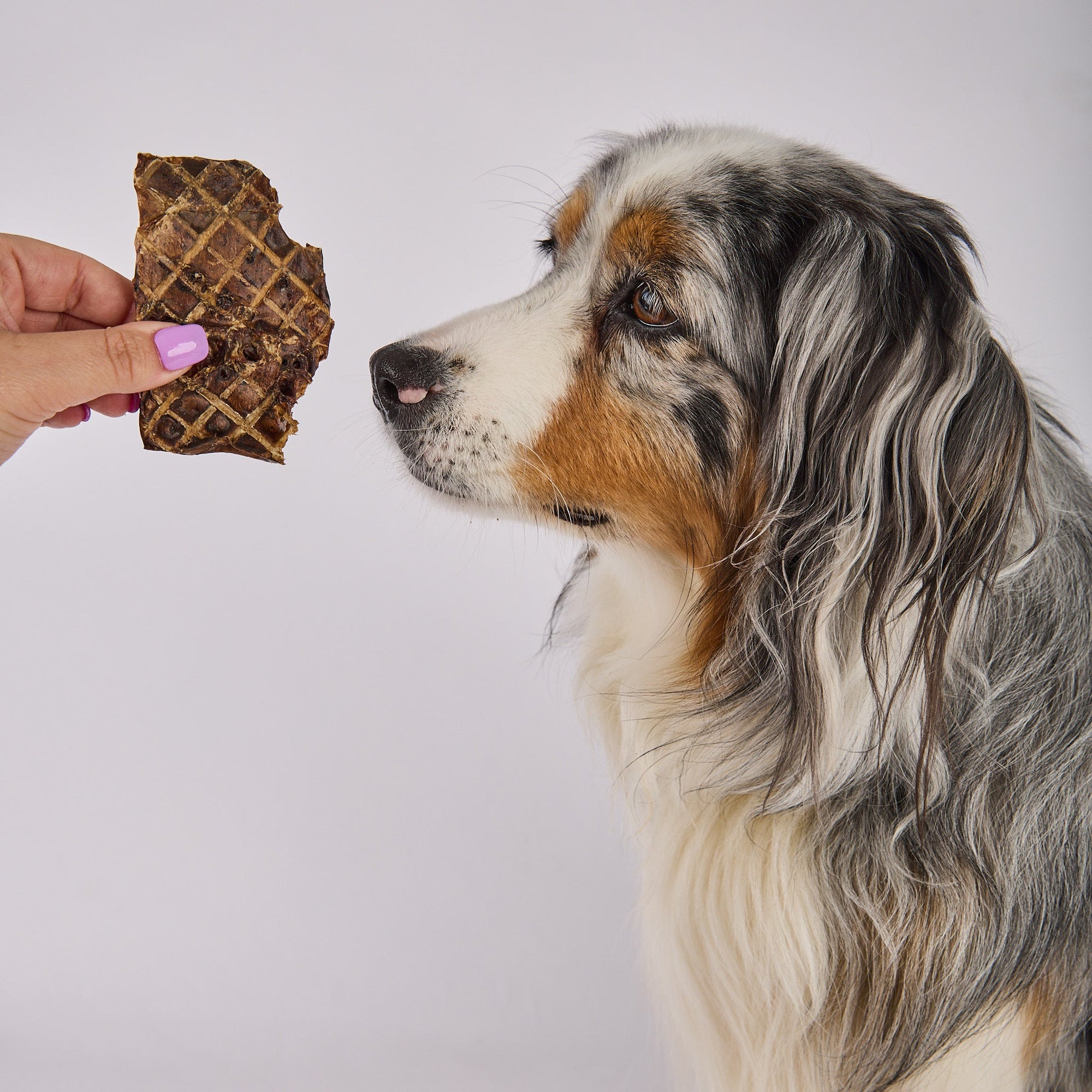 DOG TREATS
