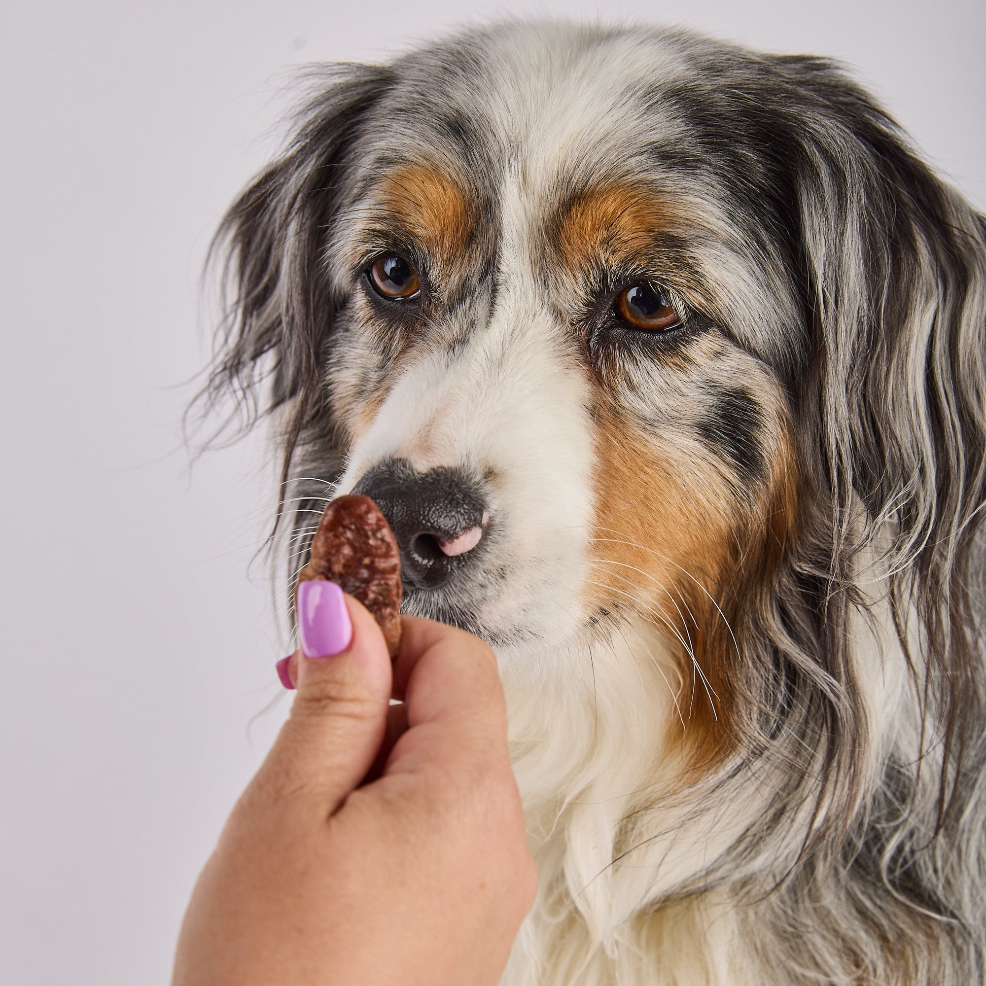 POULTRY PET TREATS