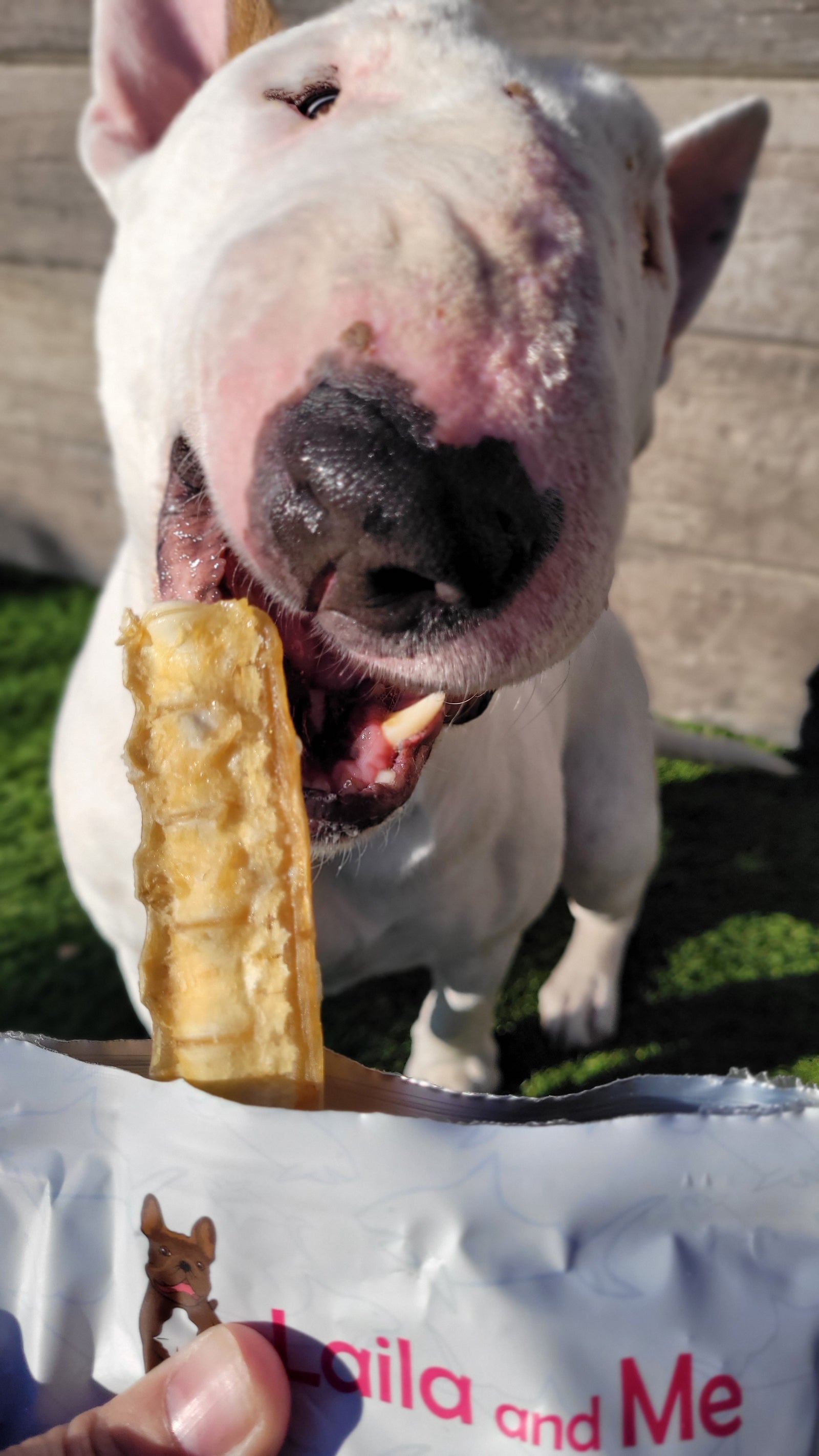 Australian Gummy Shark Cartilage