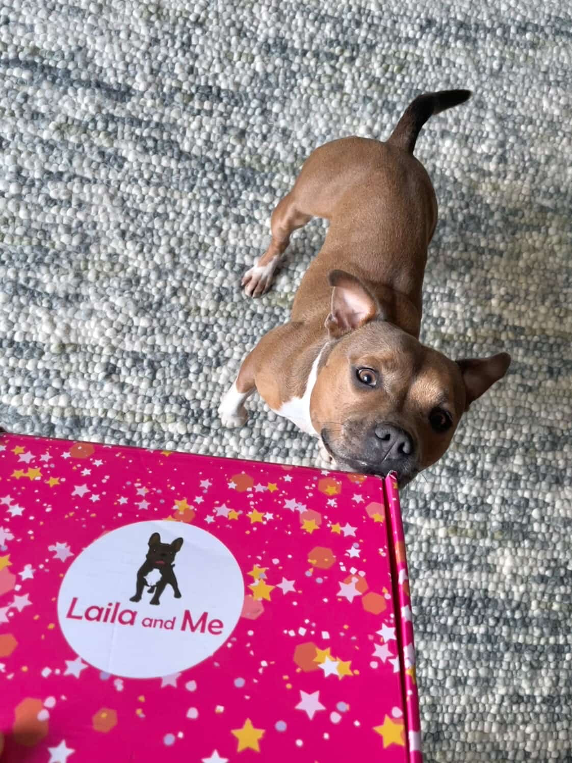 Ultimutt Dog Box | Monthly Subscription Box