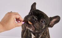 Pig Snout Dog Treats - 120g