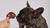 Pig Snouts 120g