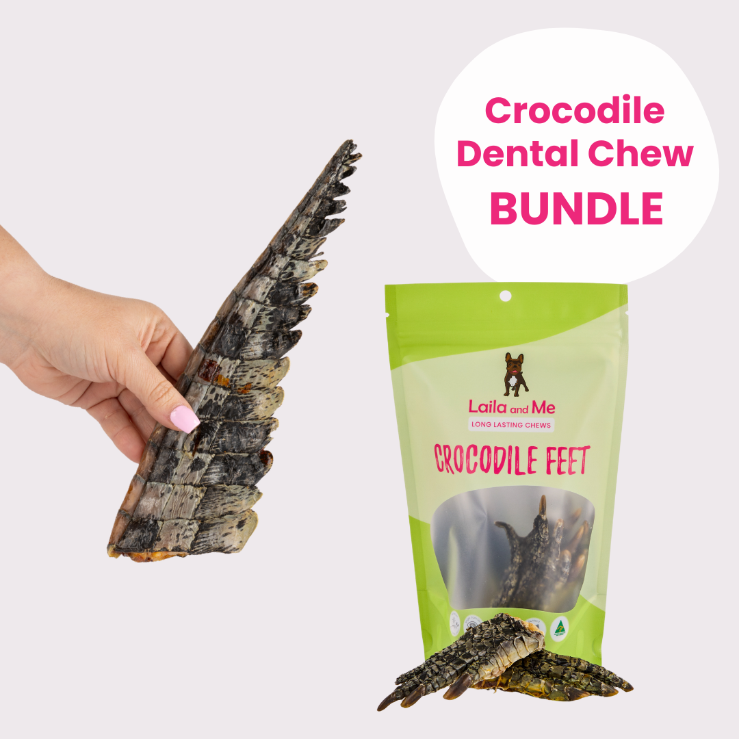 Crocodile Dental Chew Bundle
