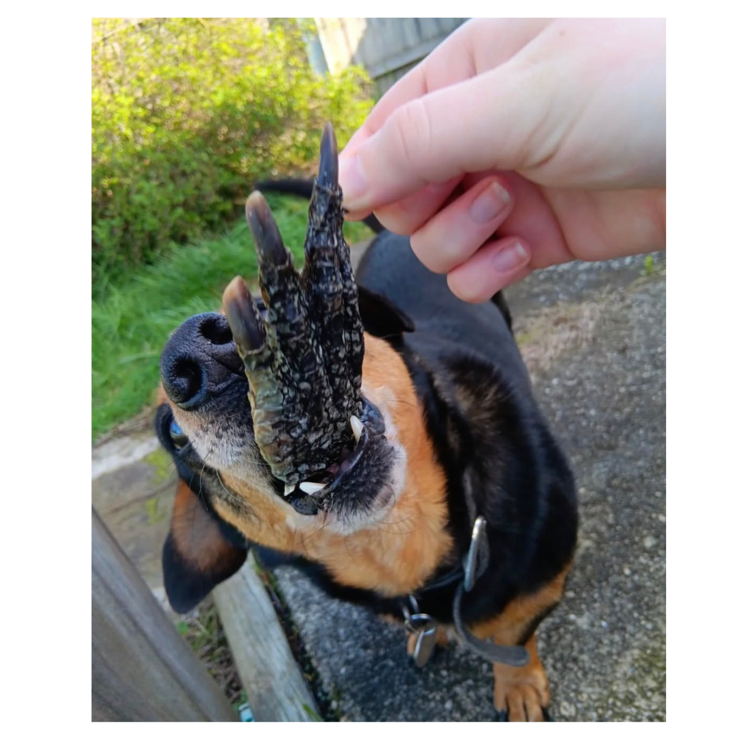 Crocodile feet for dogs