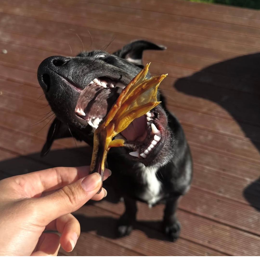 Duck Treat