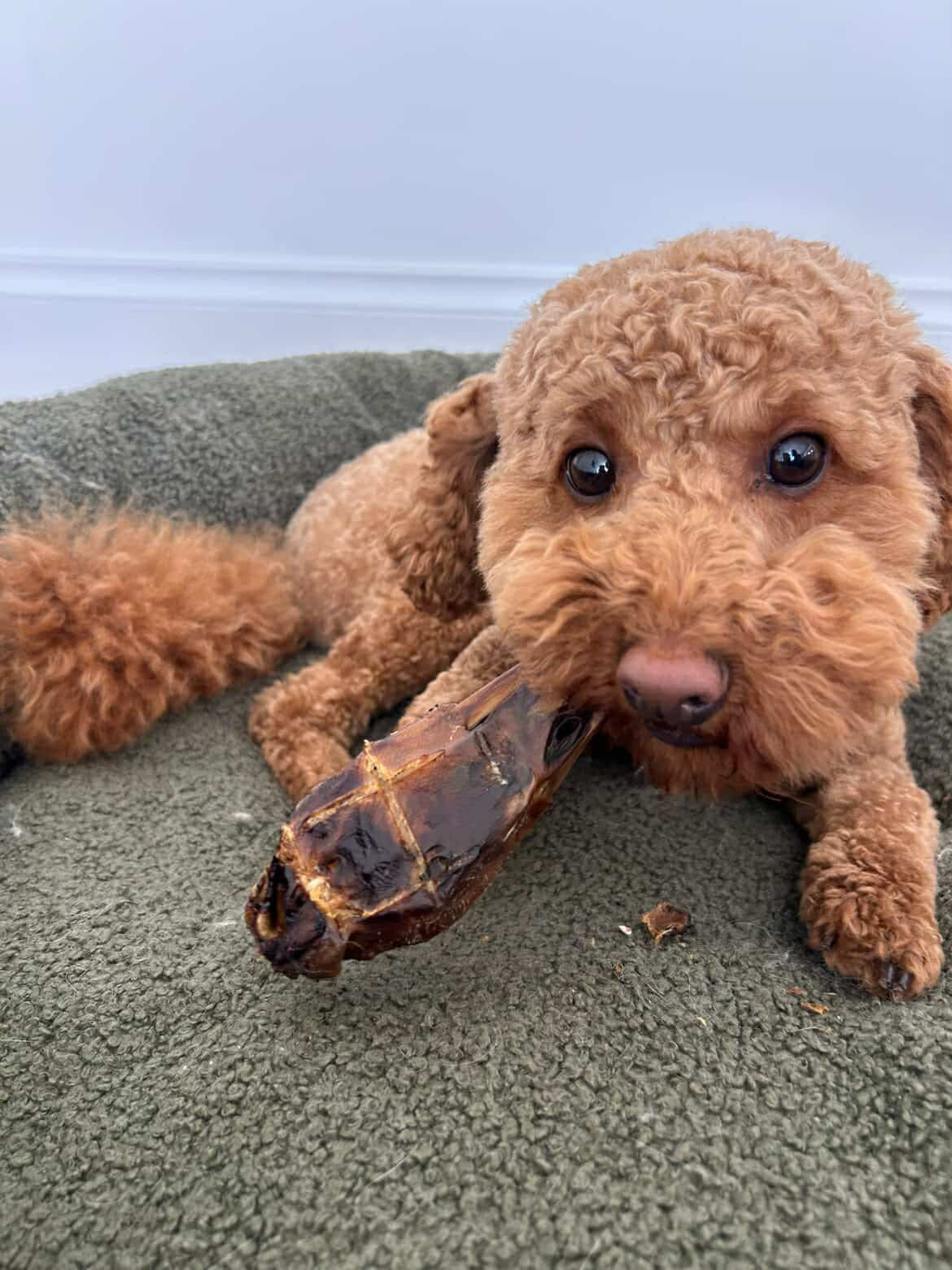 duck-heads-dog-treat-laila-and-me