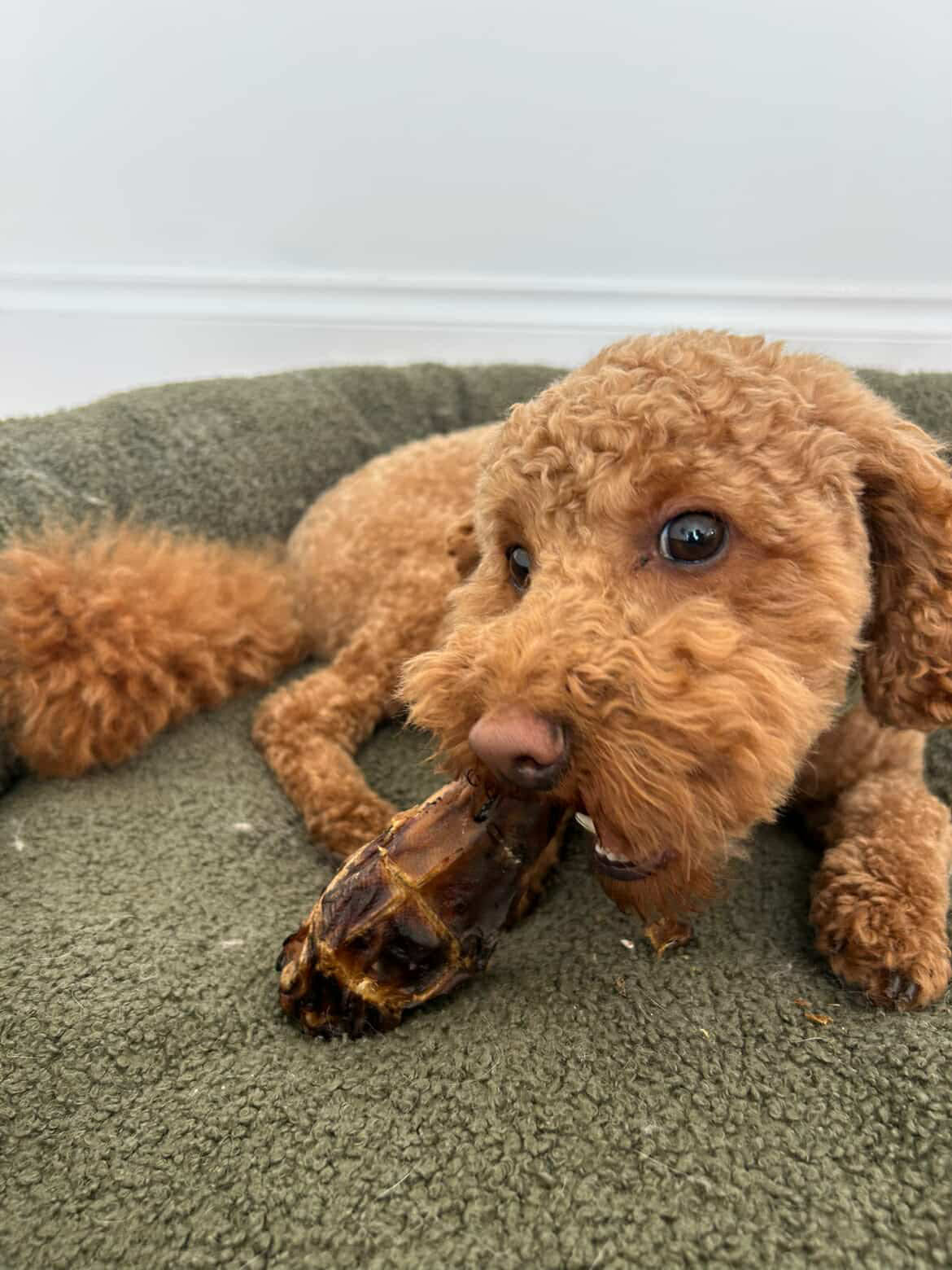 duck-heads-healthy-dog-treat-laila-and-me