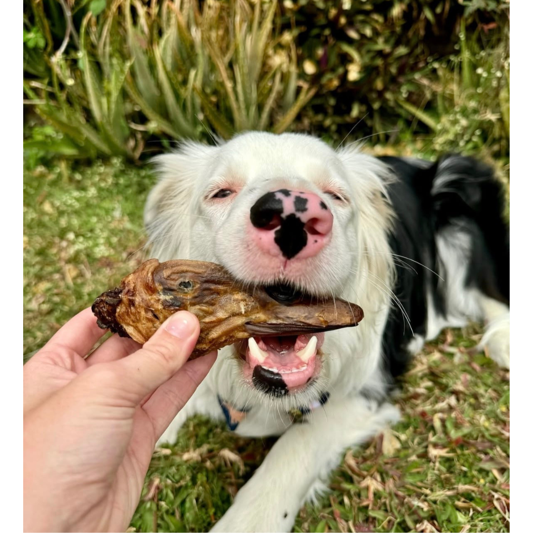 Duck Treat