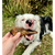 Duck Treat