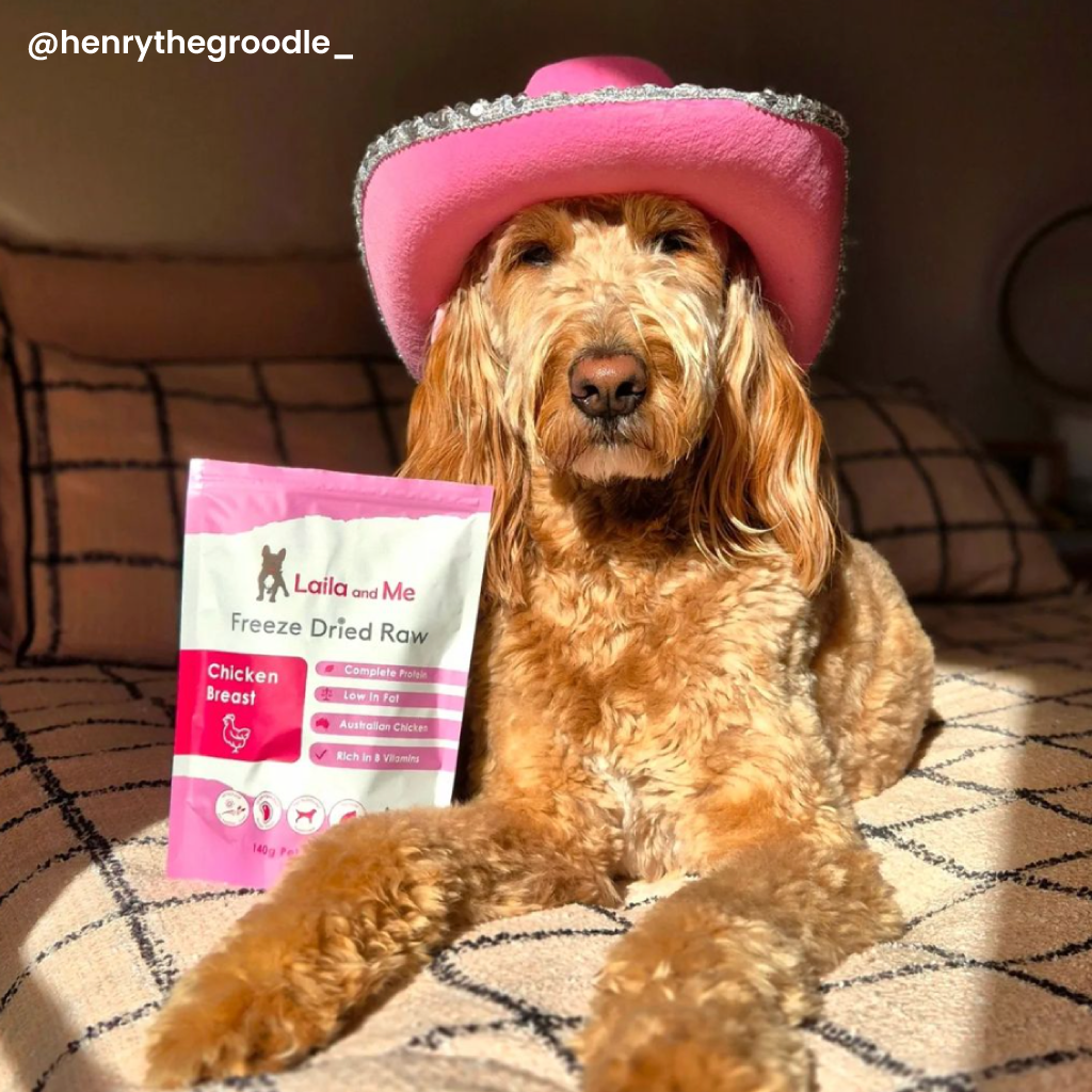 Laila and Me Freeze Dried Chicken Breast Dog Treats pictured with Henry The Groodle Australia