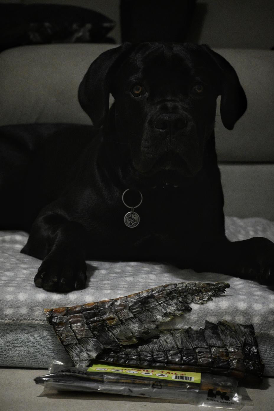 Crocodile Tails