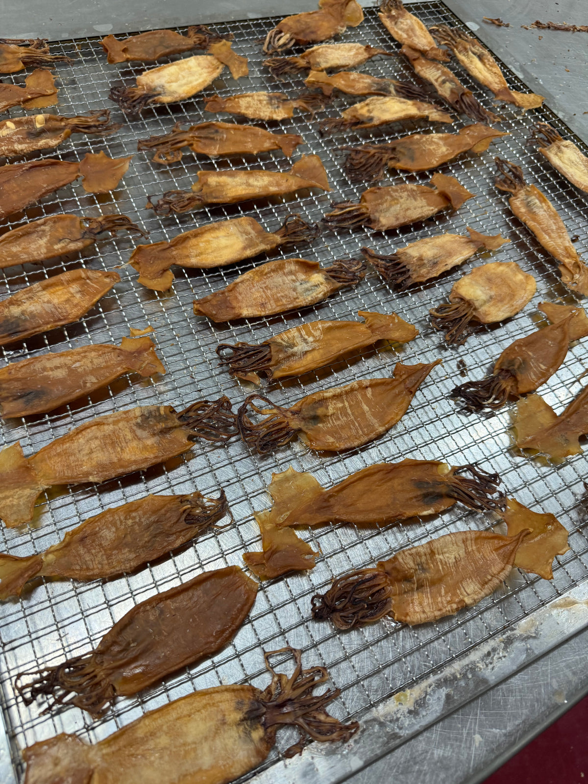 Limited Edition Arrow Squid