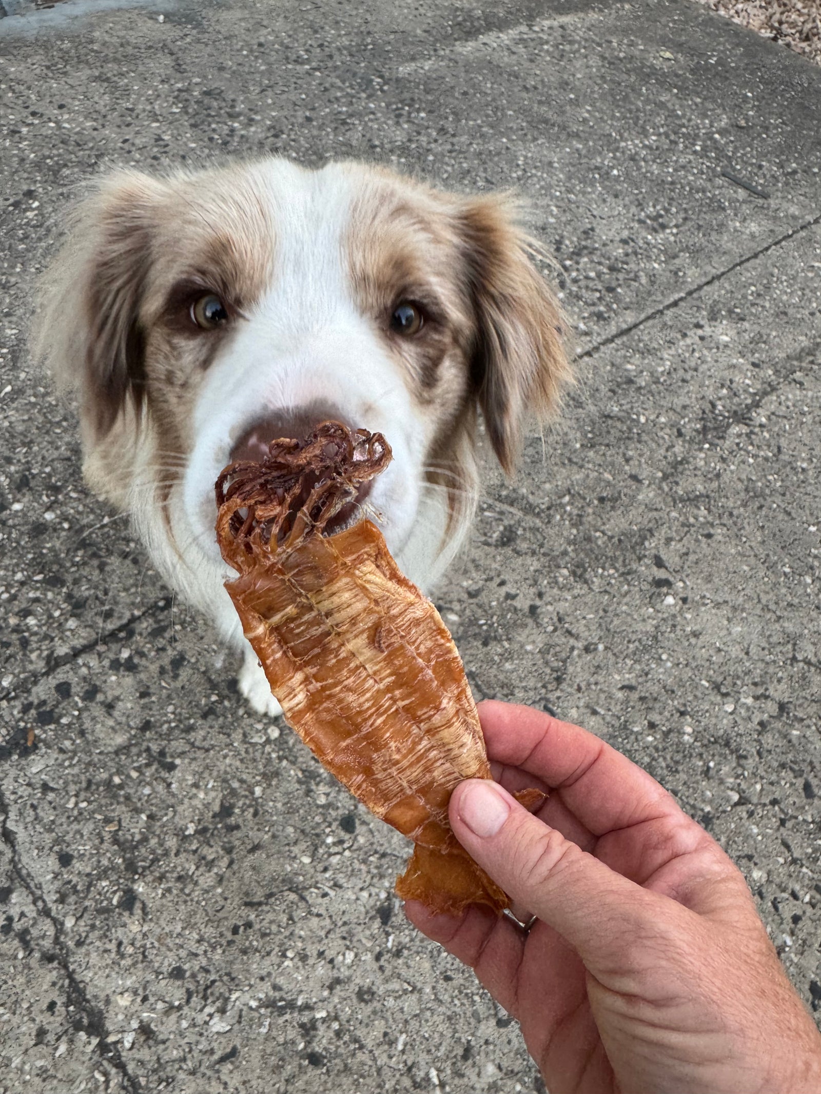 Limited Edition Arrow Squid