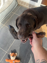 Venison Legs with Fur (2 Pack)