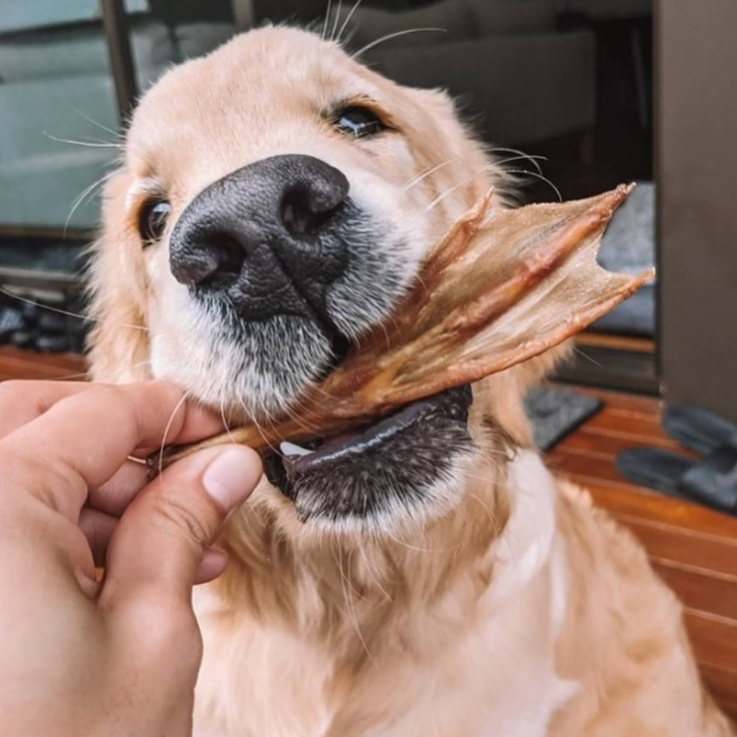 Duck Feet Dog Treat by Laila and me Bulk Dehydrated Healthy Duck Treats for Dogs