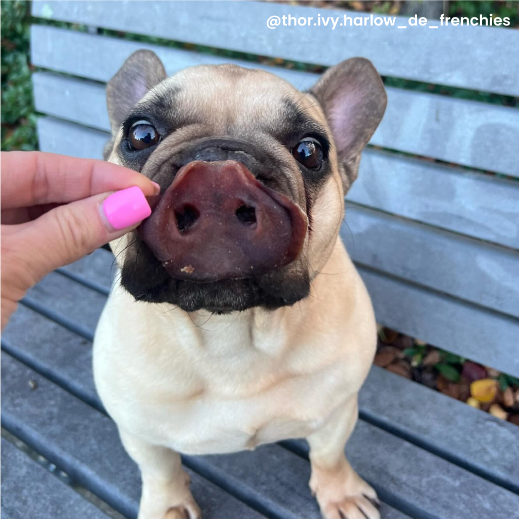Dehydrated Pig Snout Dog Treat by Laila and Me 