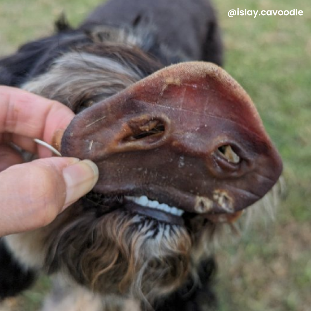Dehydrated Pig Snout Dog Treat by Laila and Me 