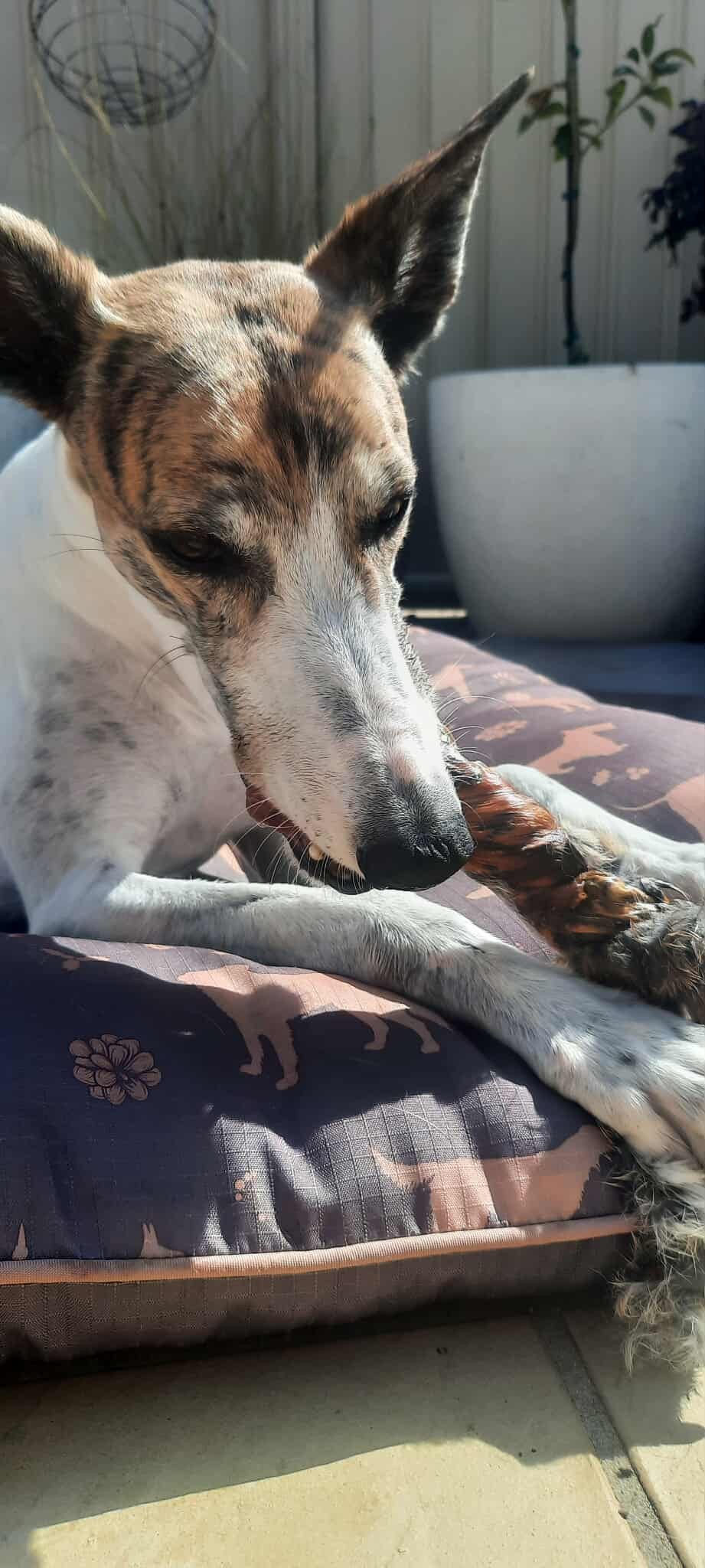 Laila and Me Natural Long Lasting Rabbit chew with fur  Healthy Dog Treat in Australia 