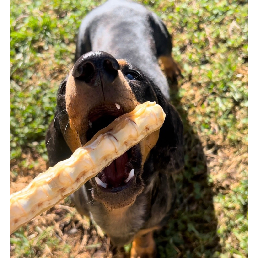 Shark for Dogs
