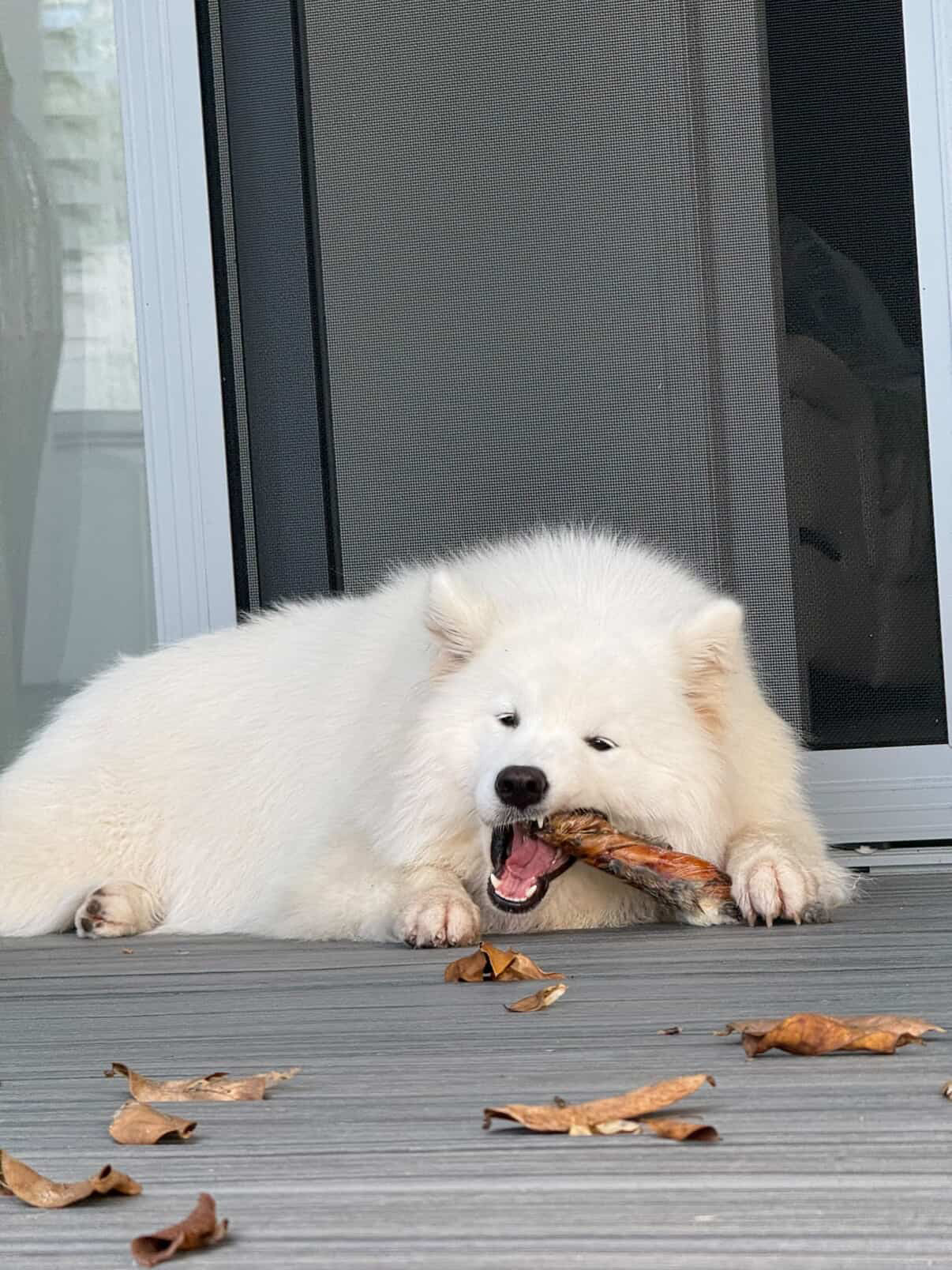 Laila and Me natural longer lasting chew for dogs 