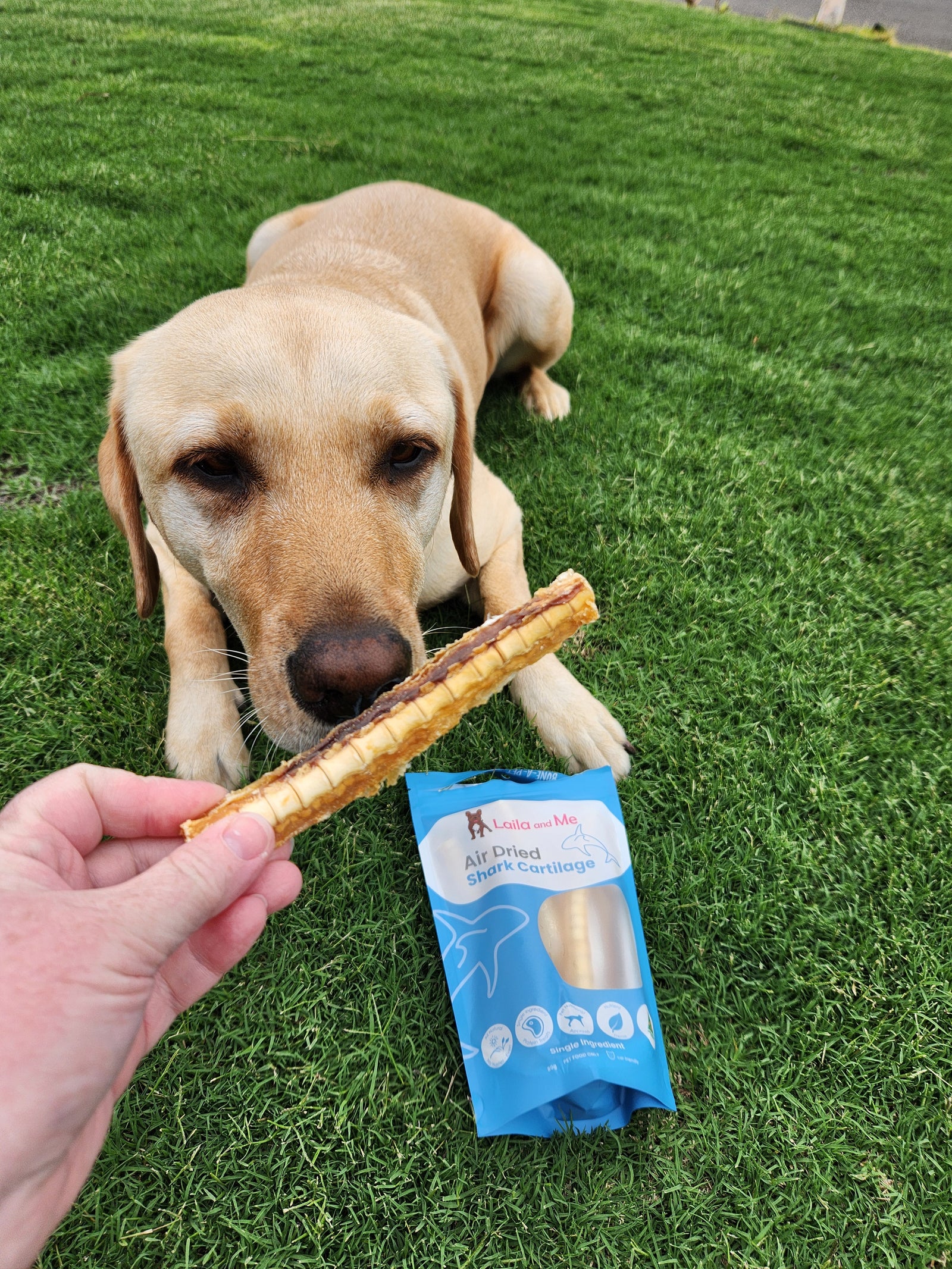 Australian Gummy Shark Cartilage