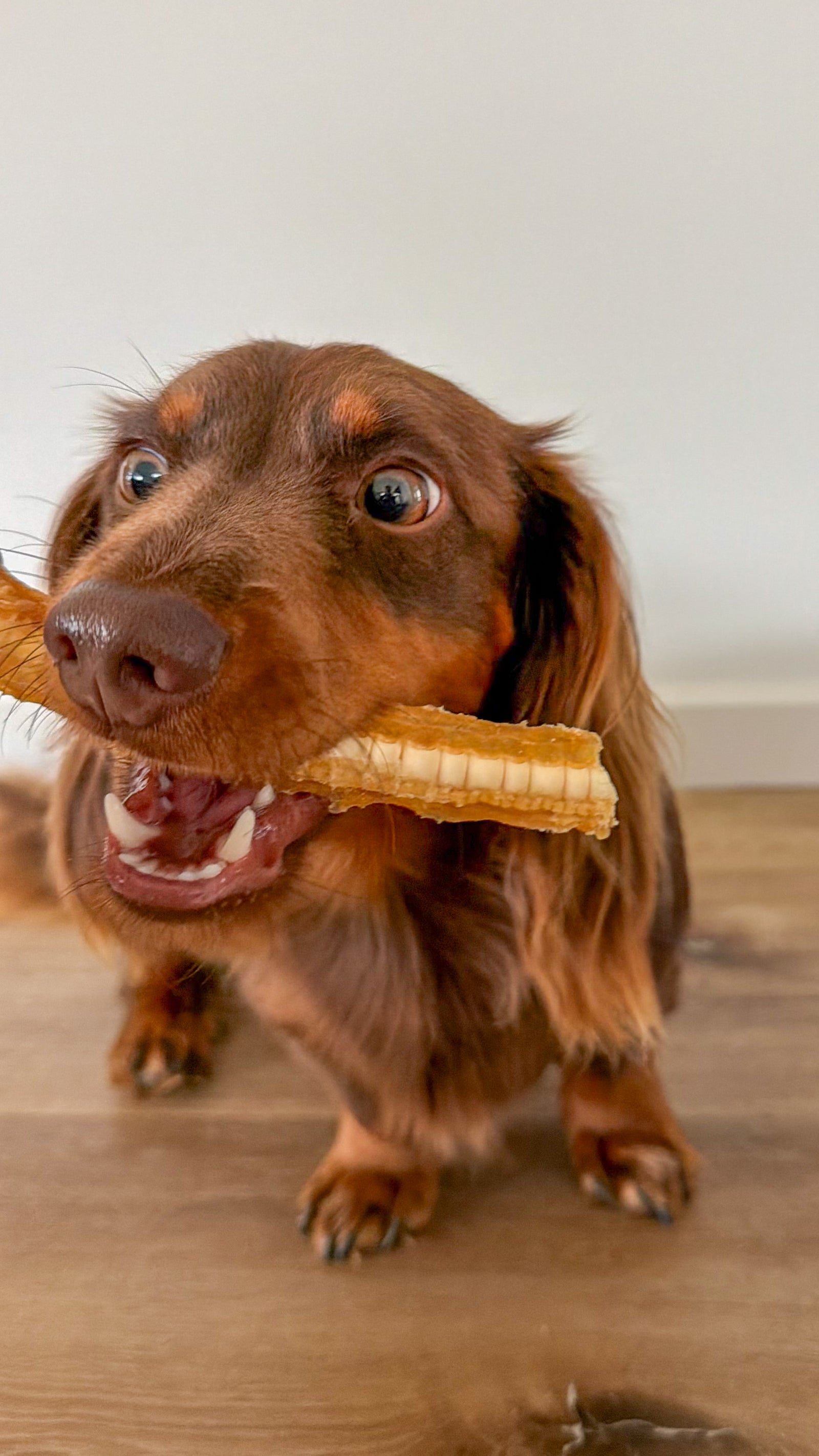 Australian Gummy Shark Cartilage