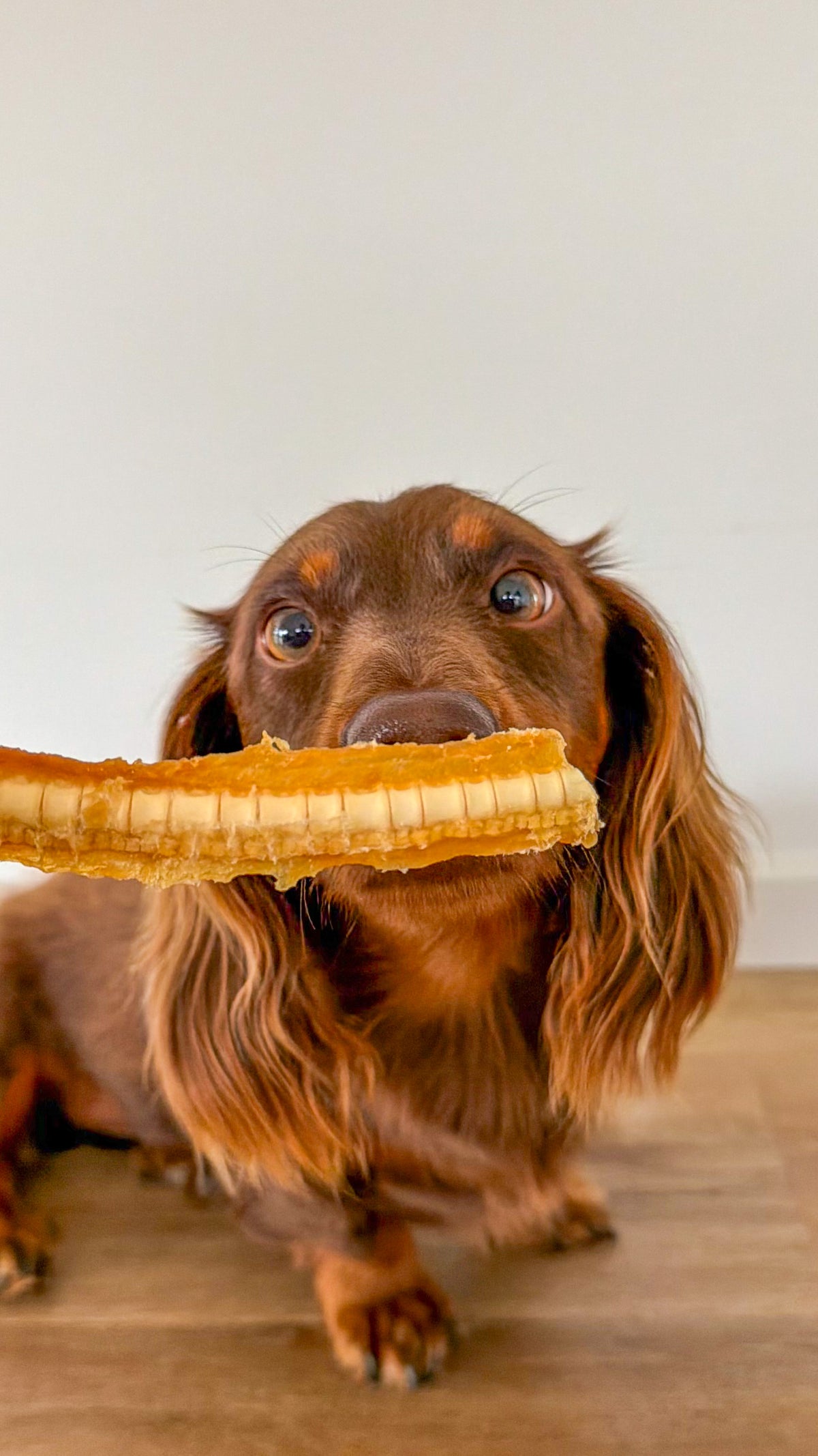 Australian Gummy Shark Cartilage