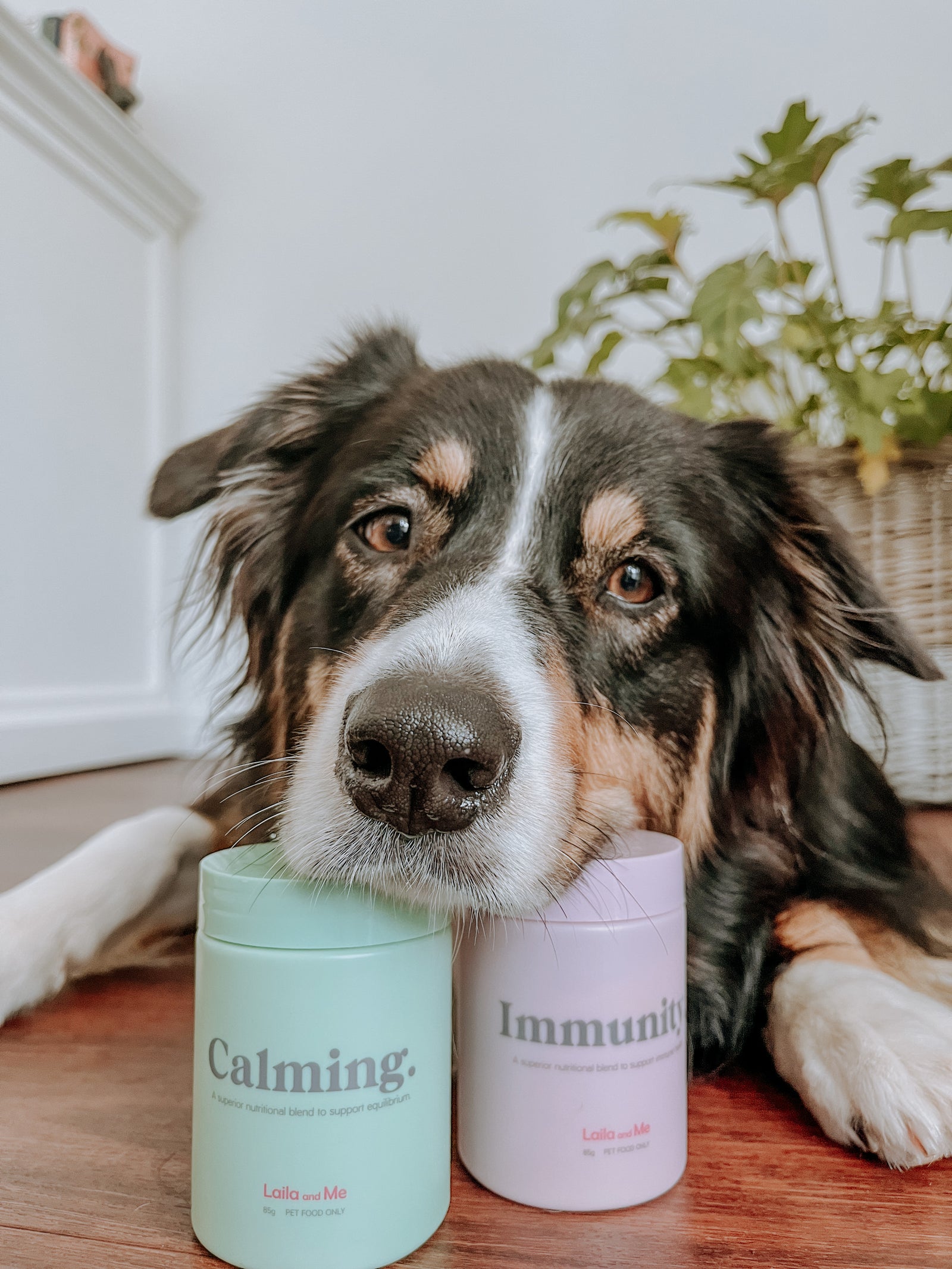 Supplement Bundle For Dogs Under 7