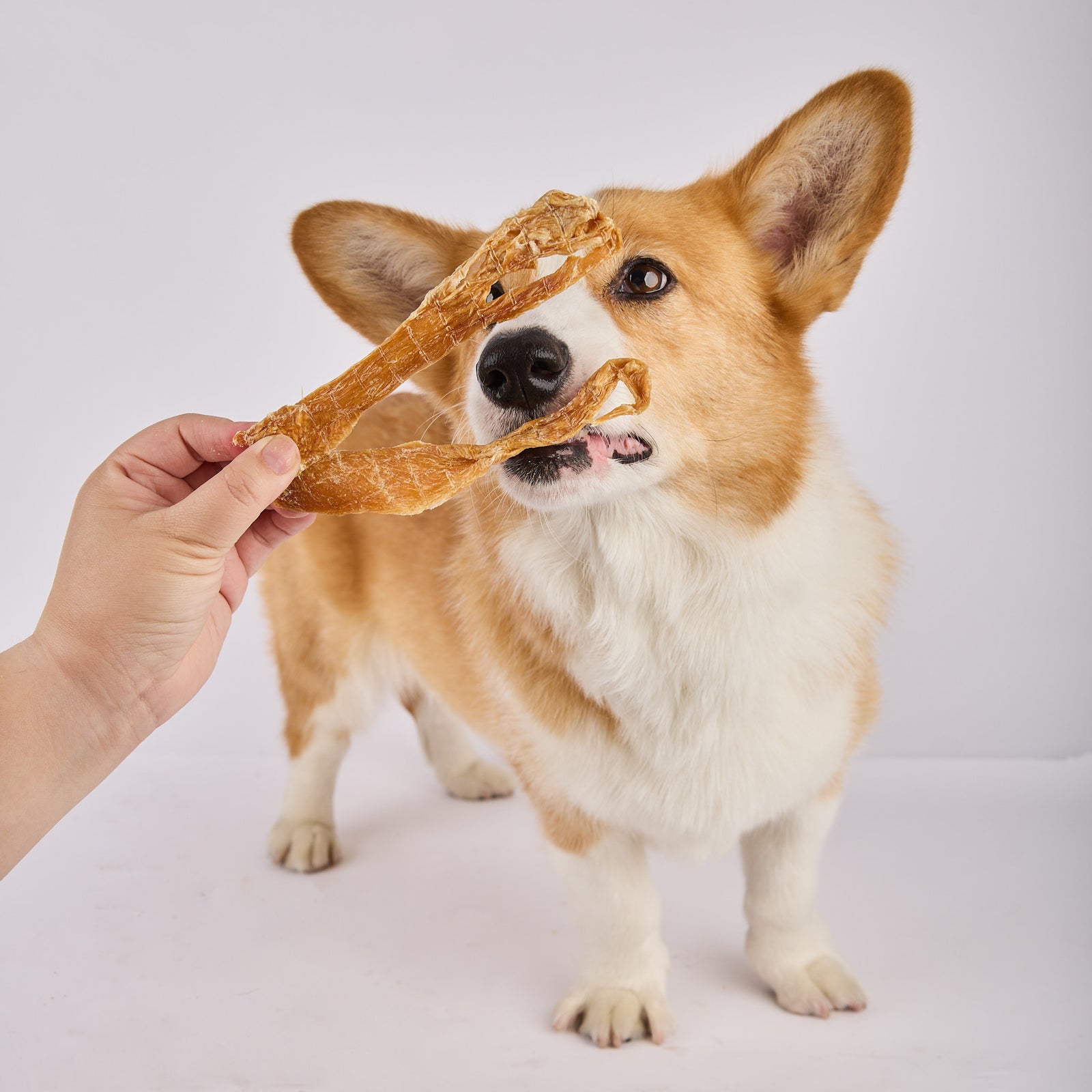 chicken jerky for dogs perfect training treat and easy to snap 