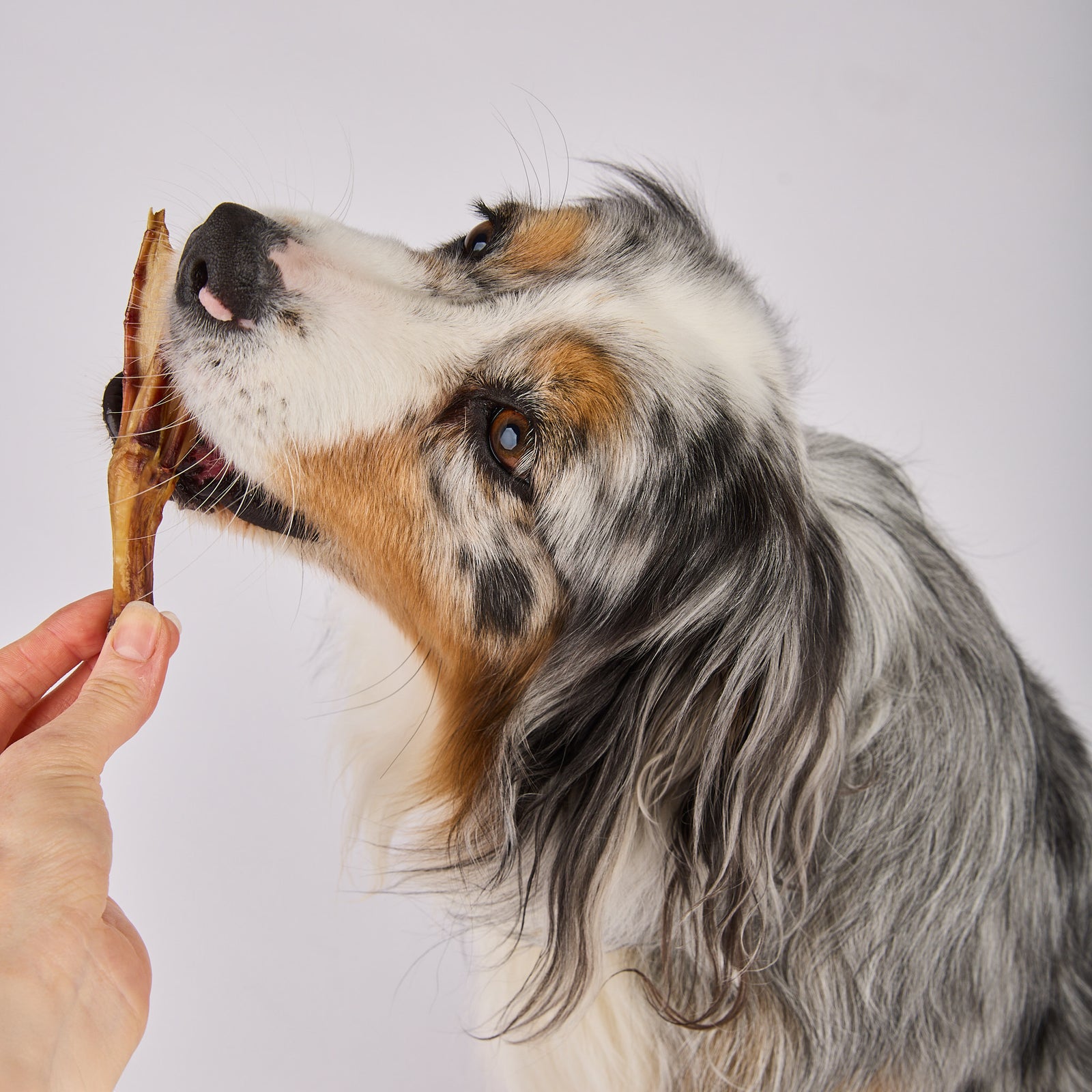 hypoallergenic dog treats duck feet made in Melbourne at Laila and Me 