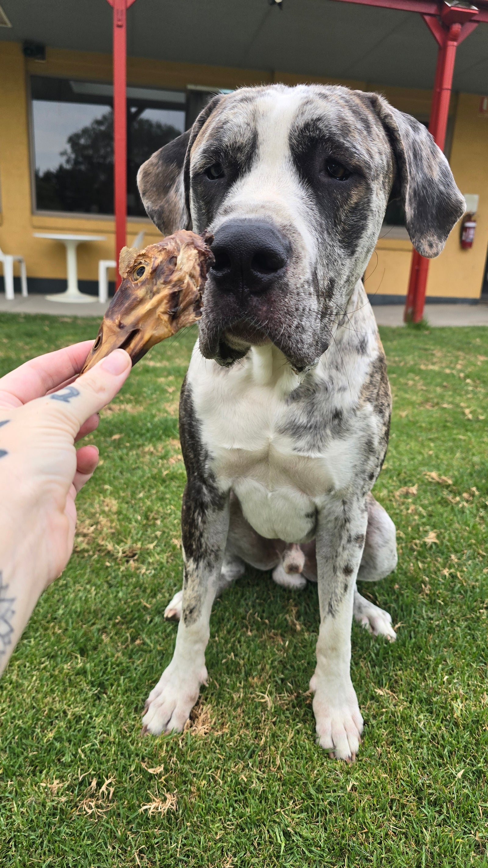 Dehydrated Duck Heads