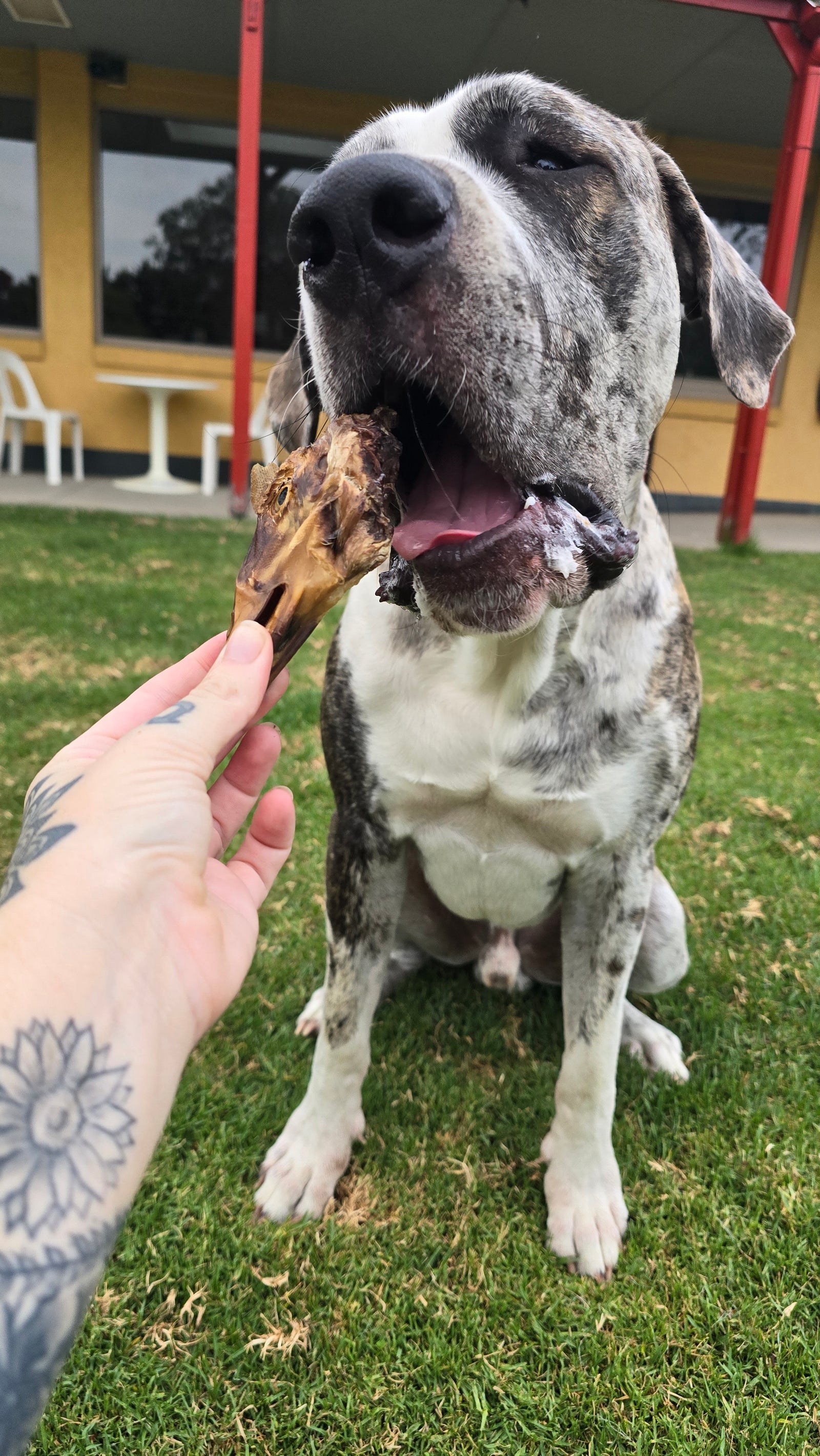 Dehydrated Duck Heads