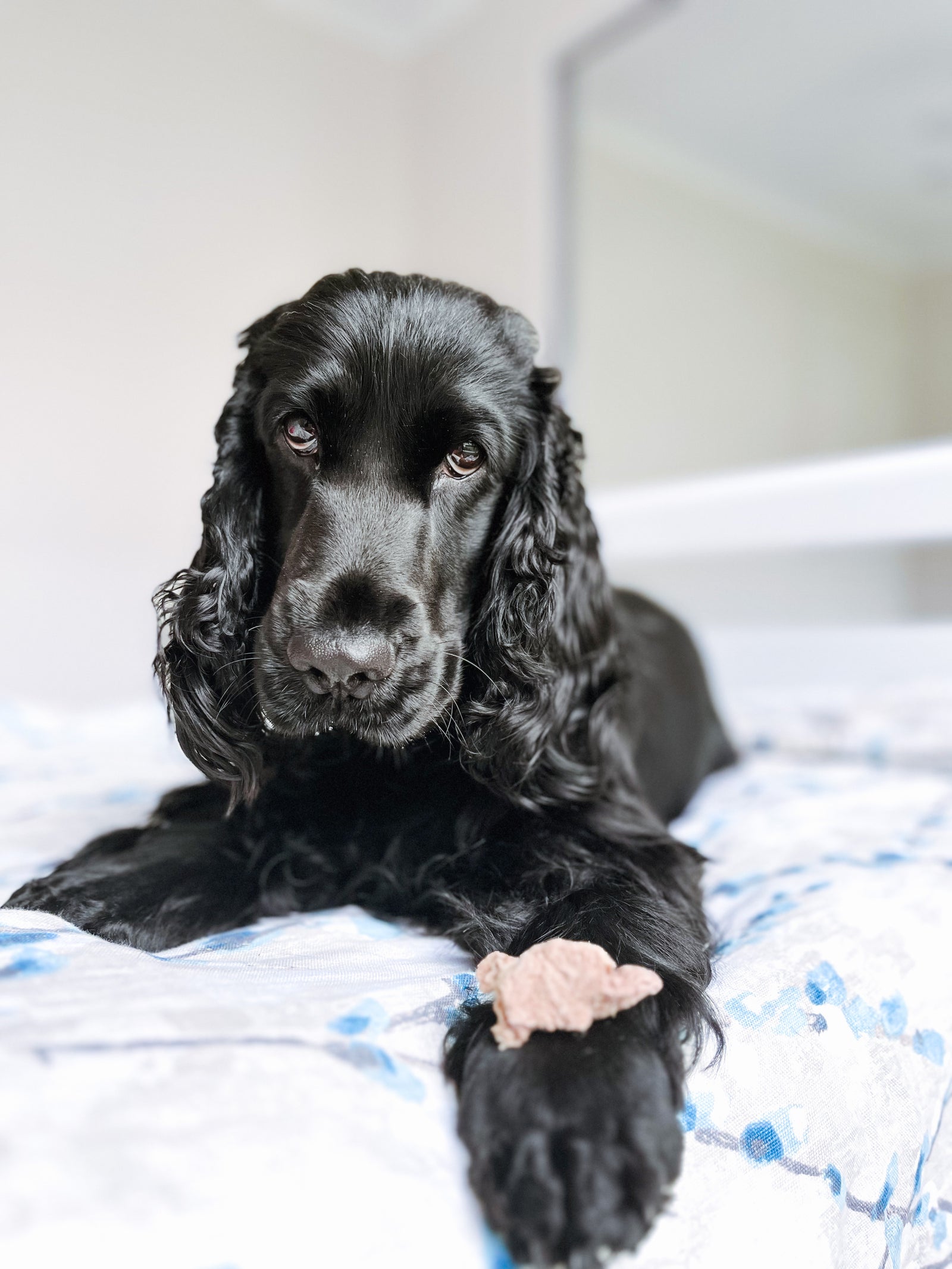 Freeze Dried Raw Wild Boar Treats