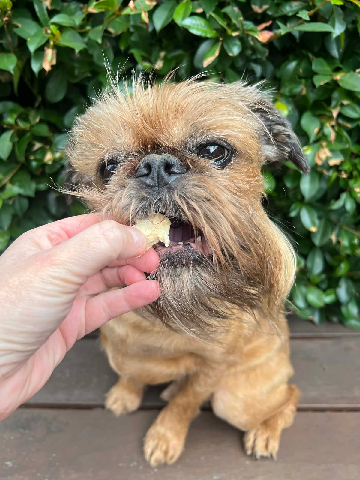 Freeze-Dried Crocodile