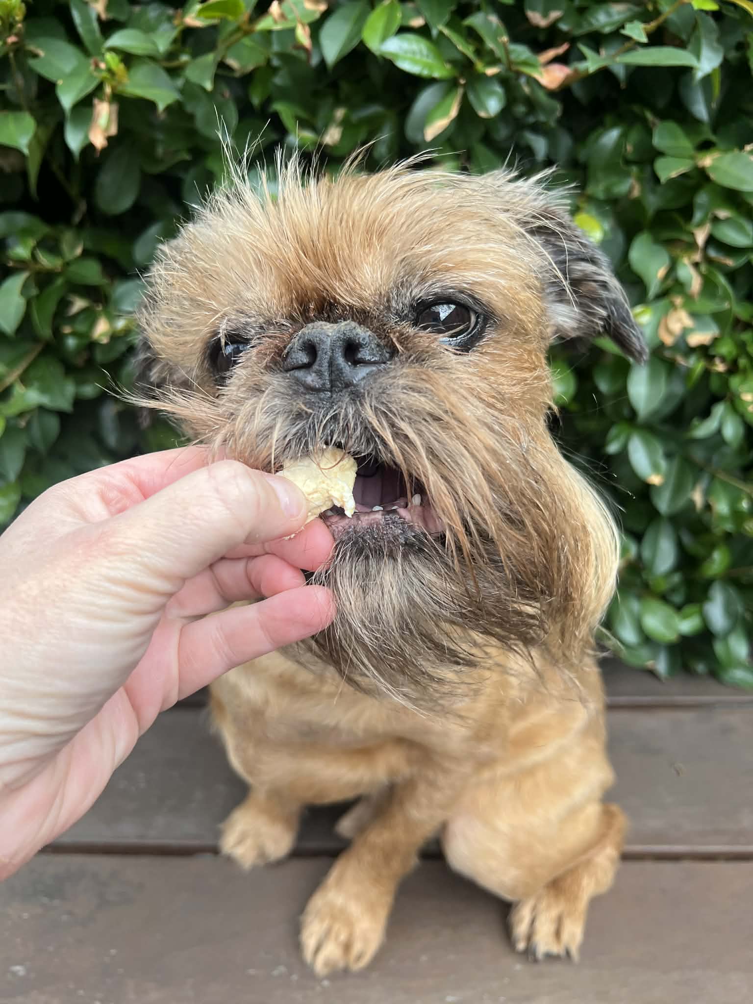 Freeze-Dried Crocodile