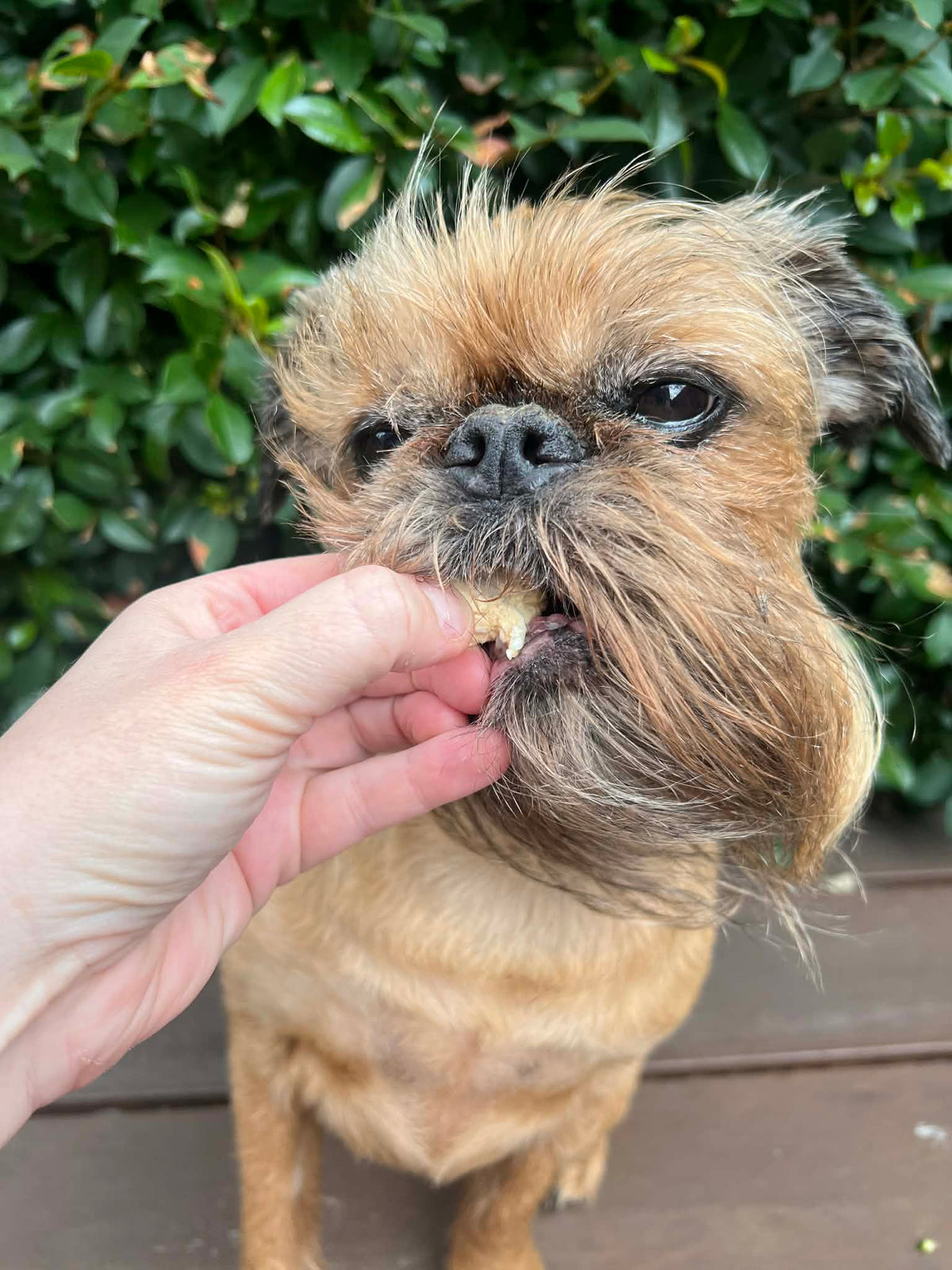 Freeze-Dried Crocodile