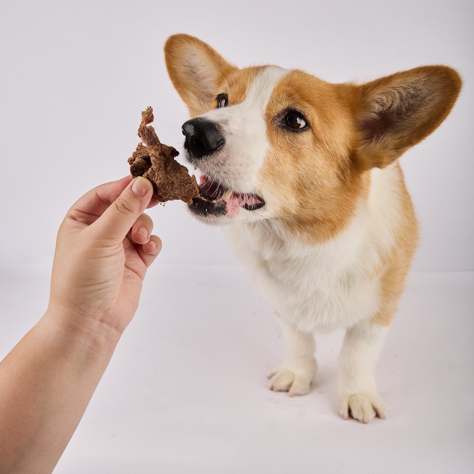 freeze dried novel protein dog treats by Laila and Me
