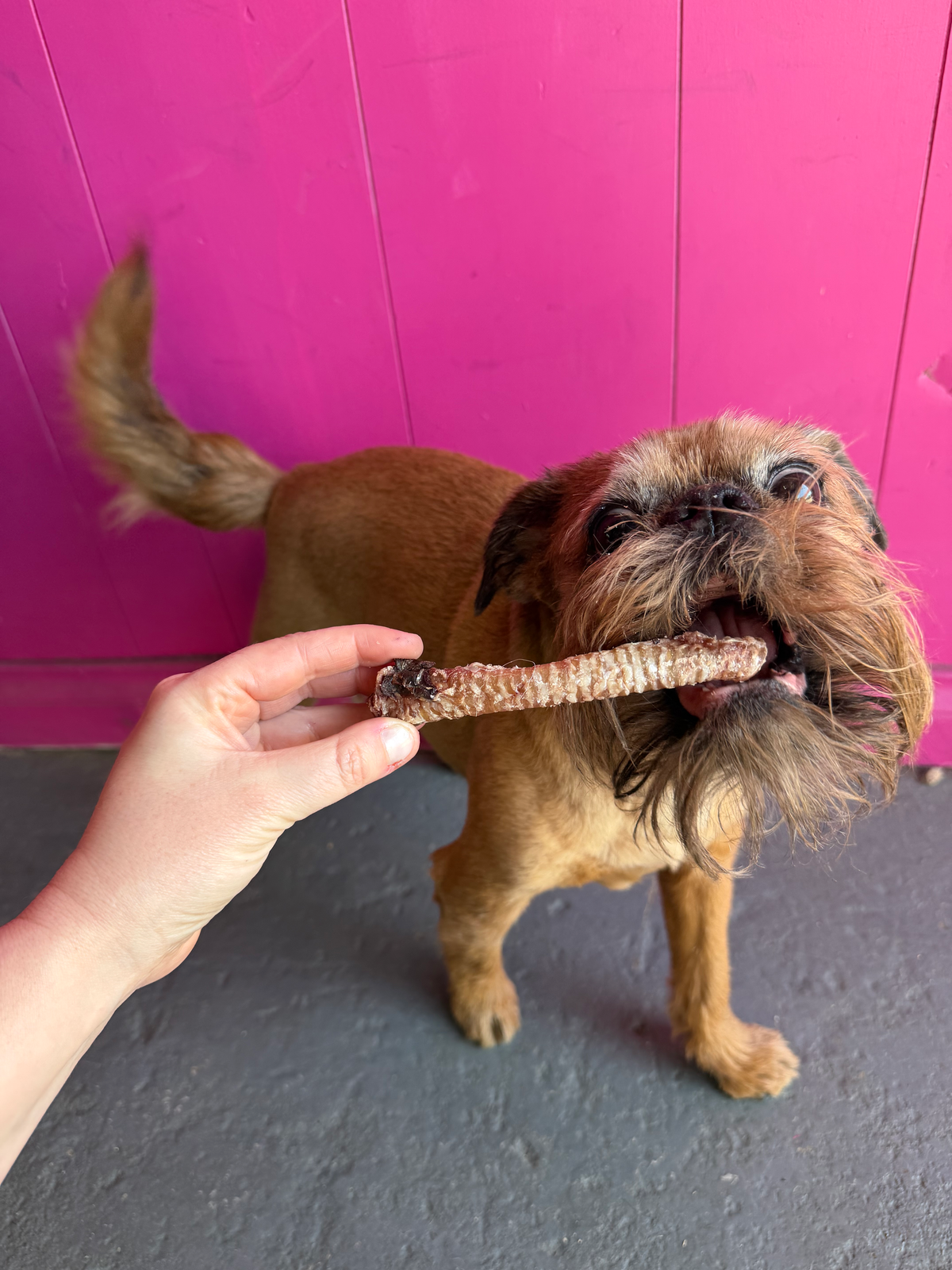 Goat Trachea