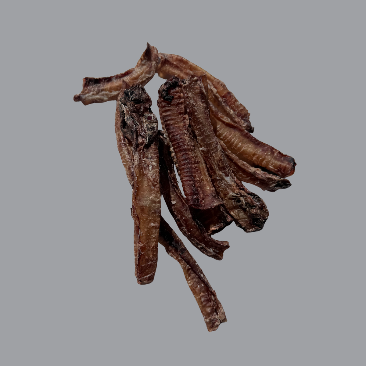 Goat Trachea