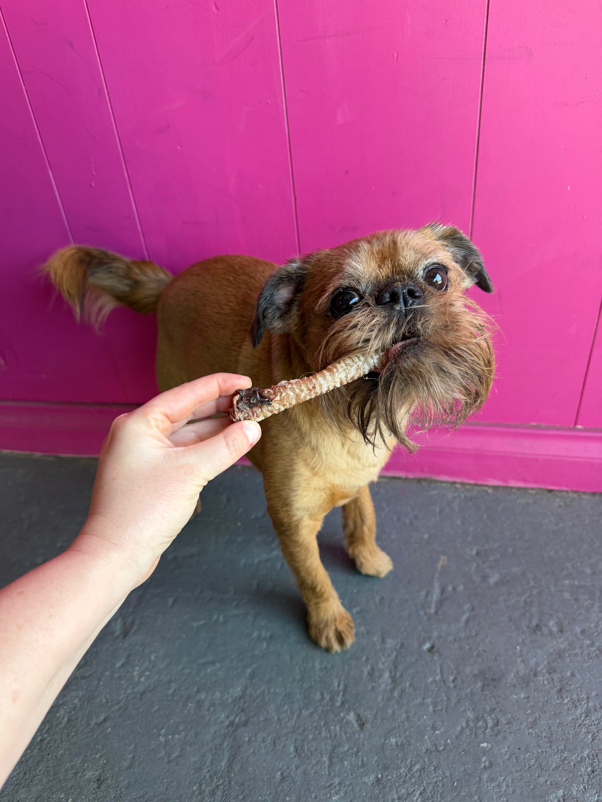 Goat Trachea