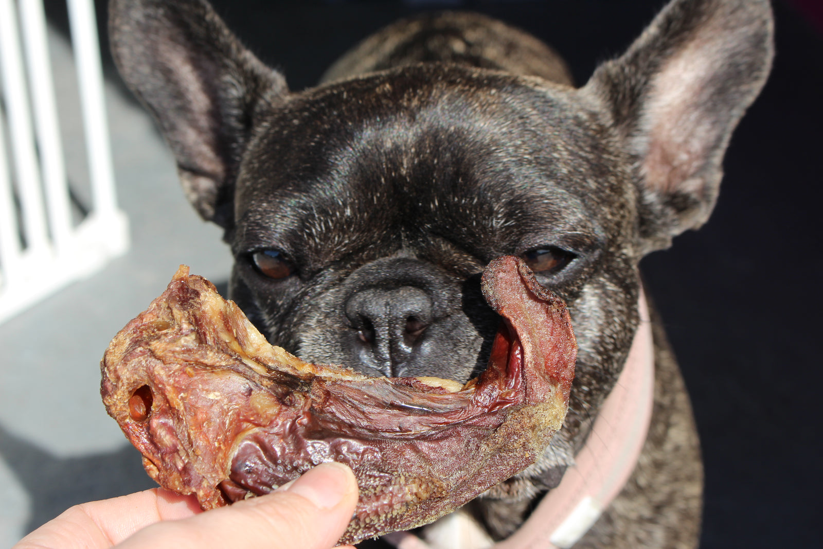 Australian Goat Tongue