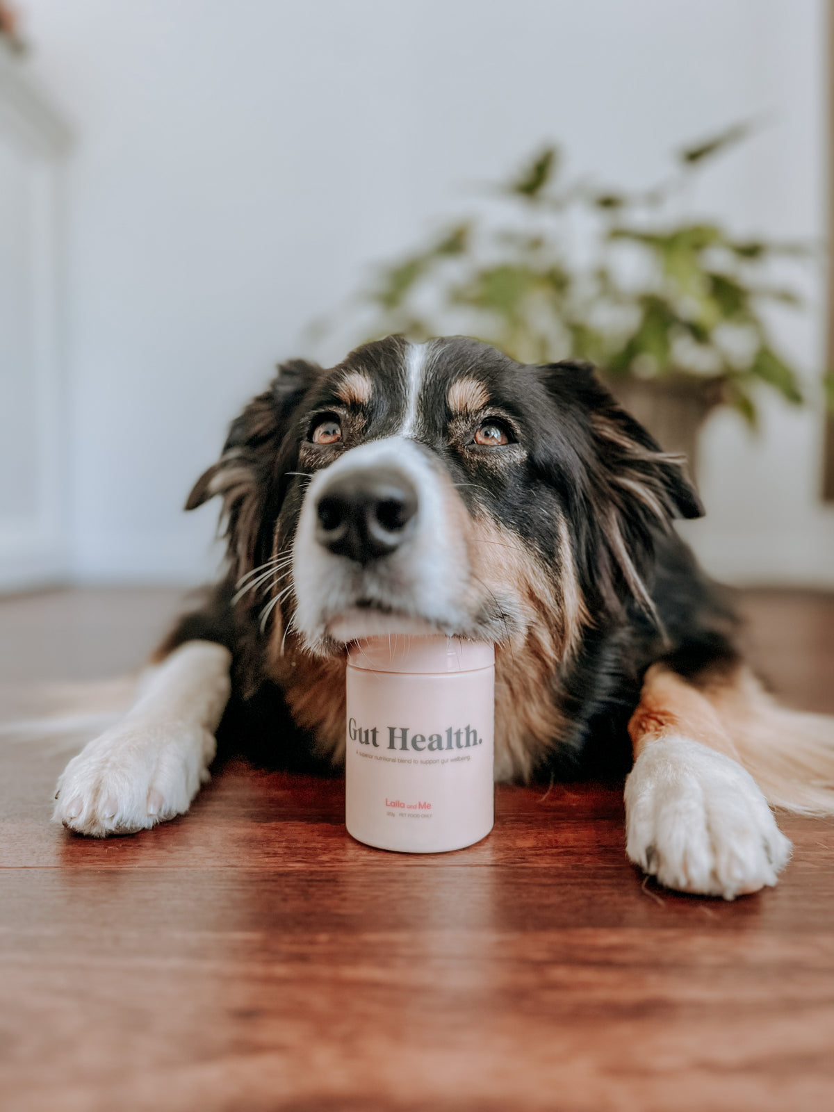 Gut Health Dog Supplement