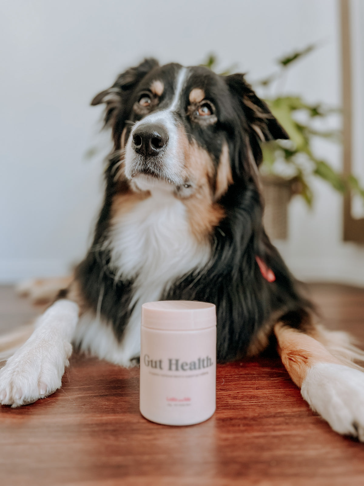 Gut Health Dog Supplement