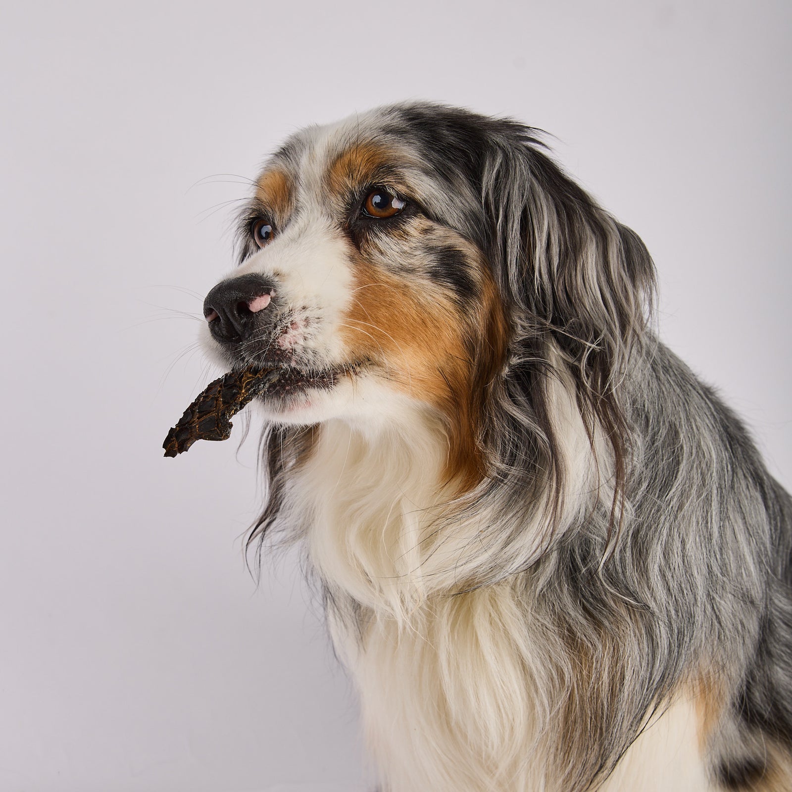 high value dog training treats made in Australia 