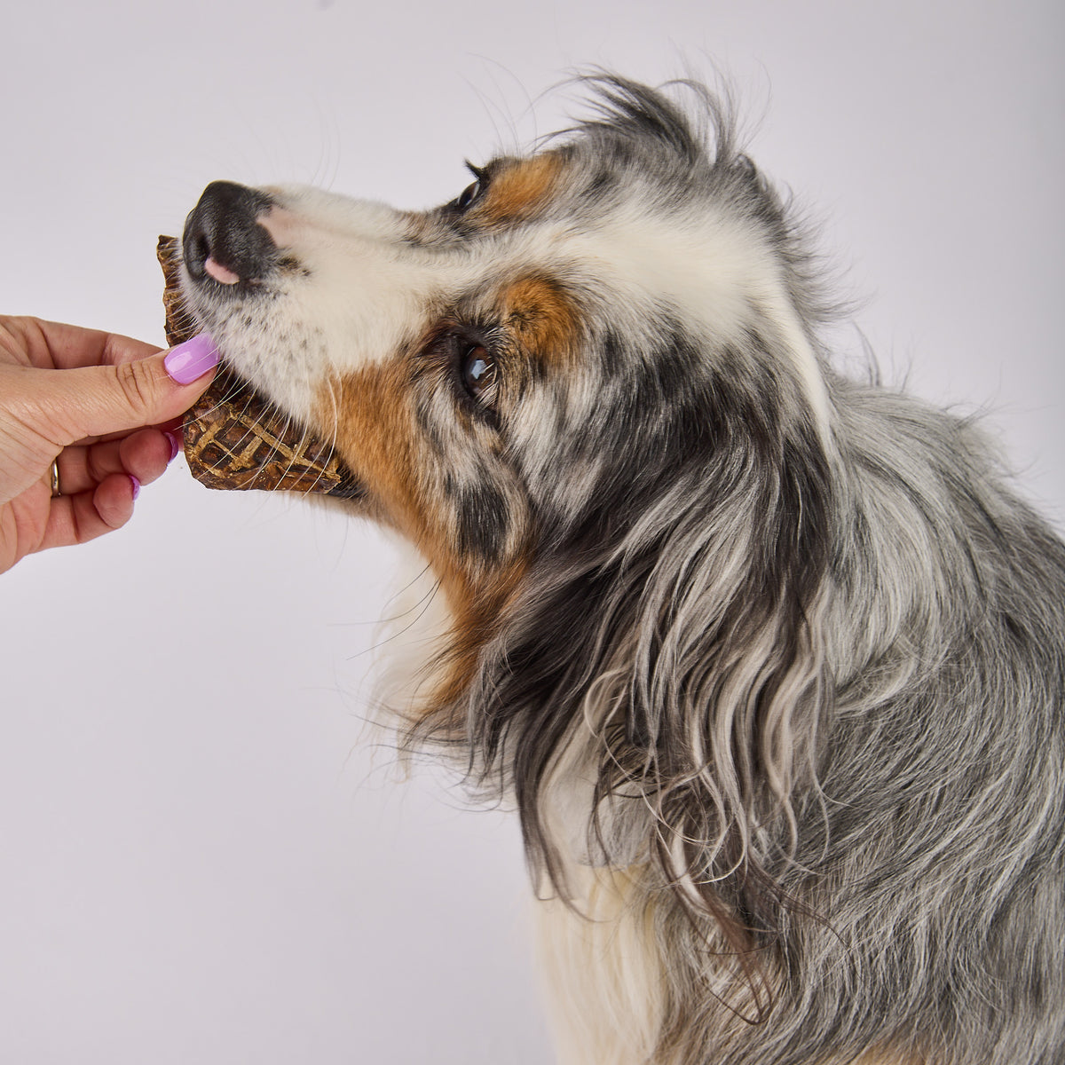 High quality natural dog treats in Australia by Laila and Me