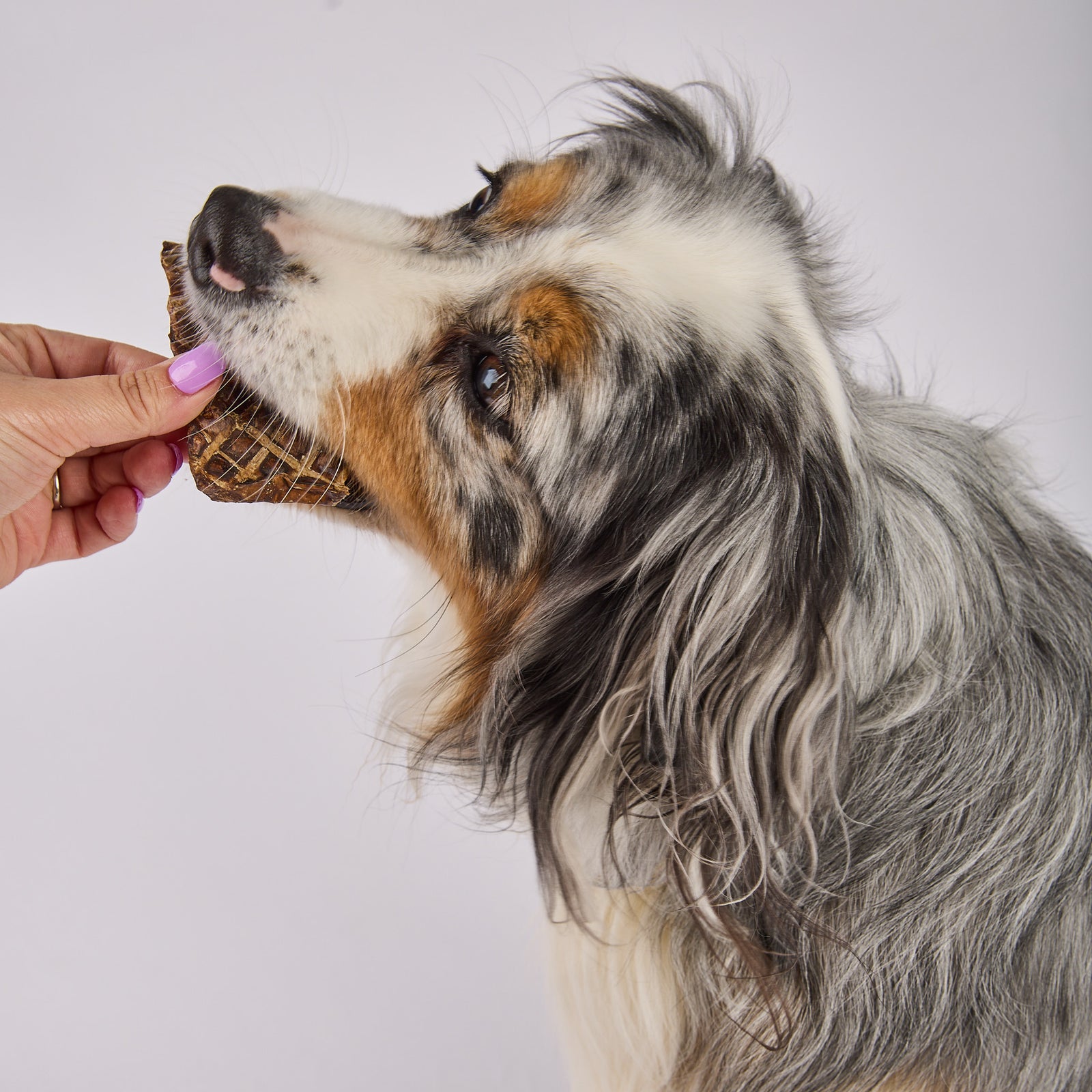 High quality natural dog treats in Australia by Laila and Me