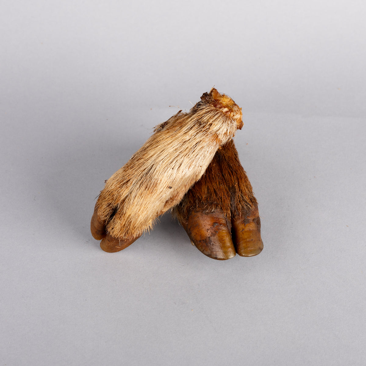 Pork Trotters with Fur 2 Pack
